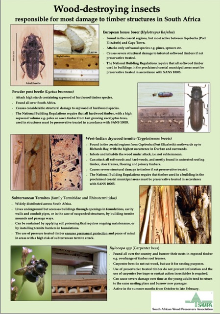 Wood-destroying insects